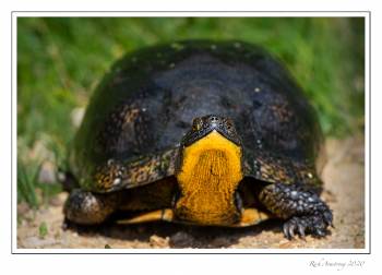 blandings turtle 1 copy.jpg